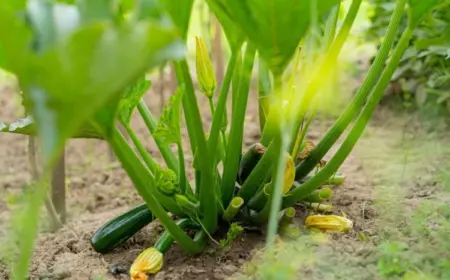 Zucchini schneiden welche Blätter können entfernt werden