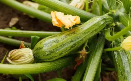 Zucchini wachsen nicht mögliche Ursachen