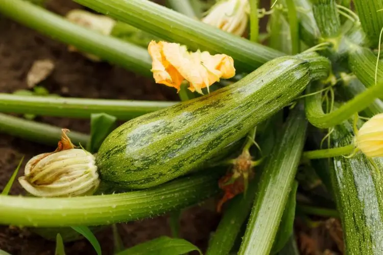 Zucchini wachsen nicht mögliche Ursachen