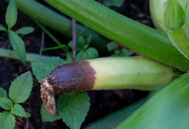 Zucchini wachsen nicht werden gelb und faulen Ursachen