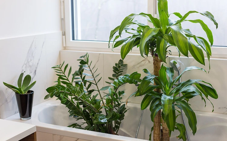 badewanne oder waschbecken verwenden und pflanzen im urlaub bewässern
