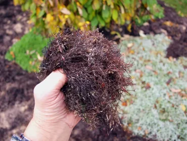 Dünger mit Algen selber herstellen Anleitung