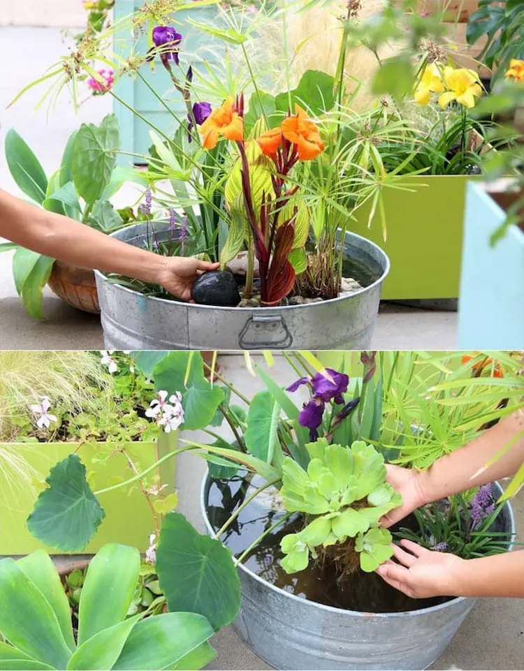 für wasser geeignete teichpflanzen als minigarten in einem gefäß platzieren