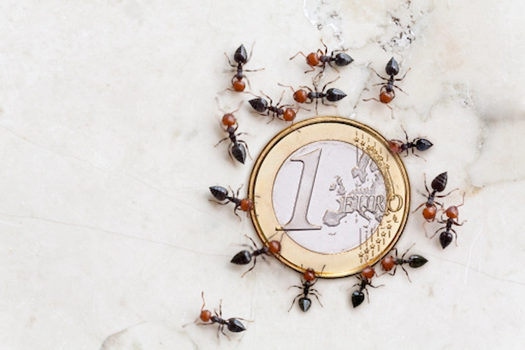 hausmittel aus euro münze mit kupfer gegen ameisen anwenden und insekten fernhalten