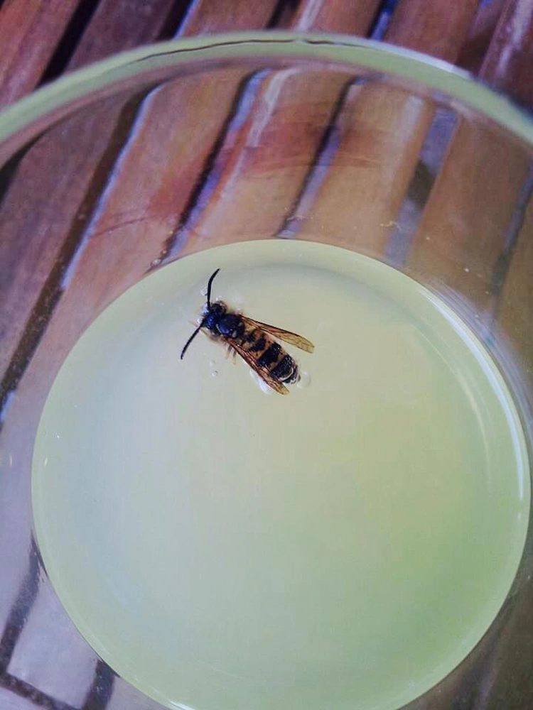 in falle aus glas und becher mit honig und essig gefangene wespe