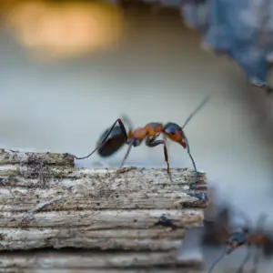 insektenbekämpfung mit hausmitteln wie kupfer gegen ameisen wirksam