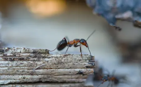 insektenbekämpfung mit hausmitteln wie kupfer gegen ameisen wirksam