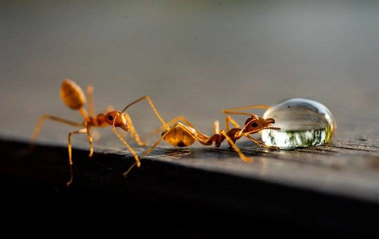 insektizid mit kupfer gegen ameisen anwenden und lästige insekten loswerden