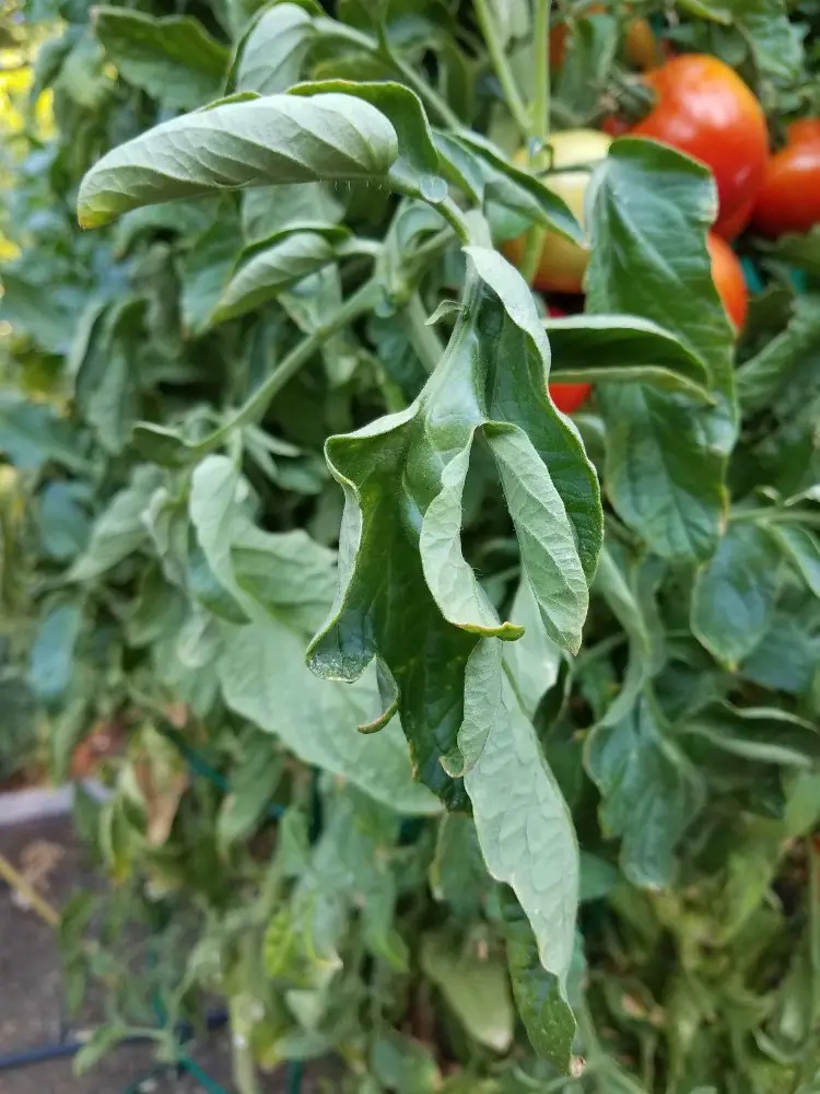 kräuselnde Blätter bei Tomaten mögliche Ursachen (1)