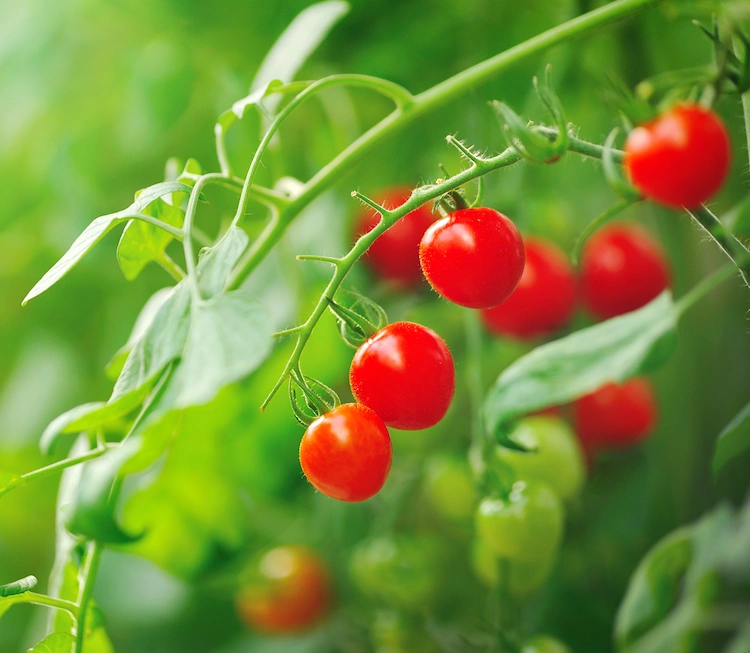 natürlich reifende und genetisch veränderte tomaten gegen mangel an vitamin d