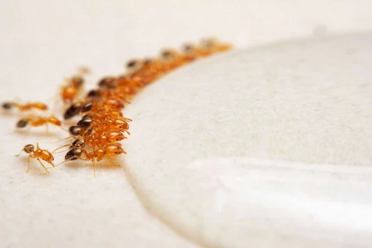 natürliche mittel wie kupfer gegen ameisen einsetzen und insektenbefall verhindern