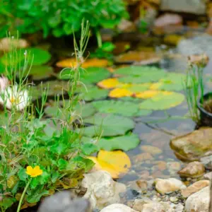 ordentliche teichpflege im sommer lässt pflanzen gesund gedeihen