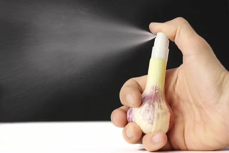 spray mit knoblauch als insektenschutz selber machen und mücken abwehren