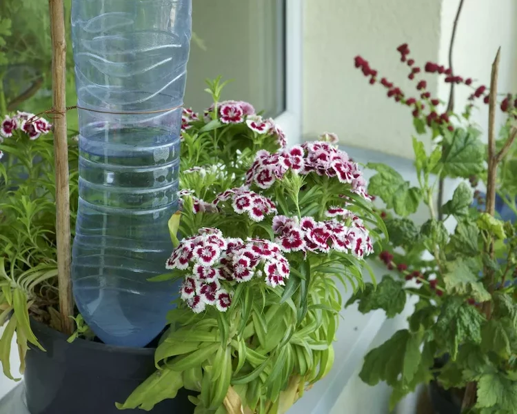 trick mit plastikflasche zur selbstbewässerung von pflanzen bei abwesenheit