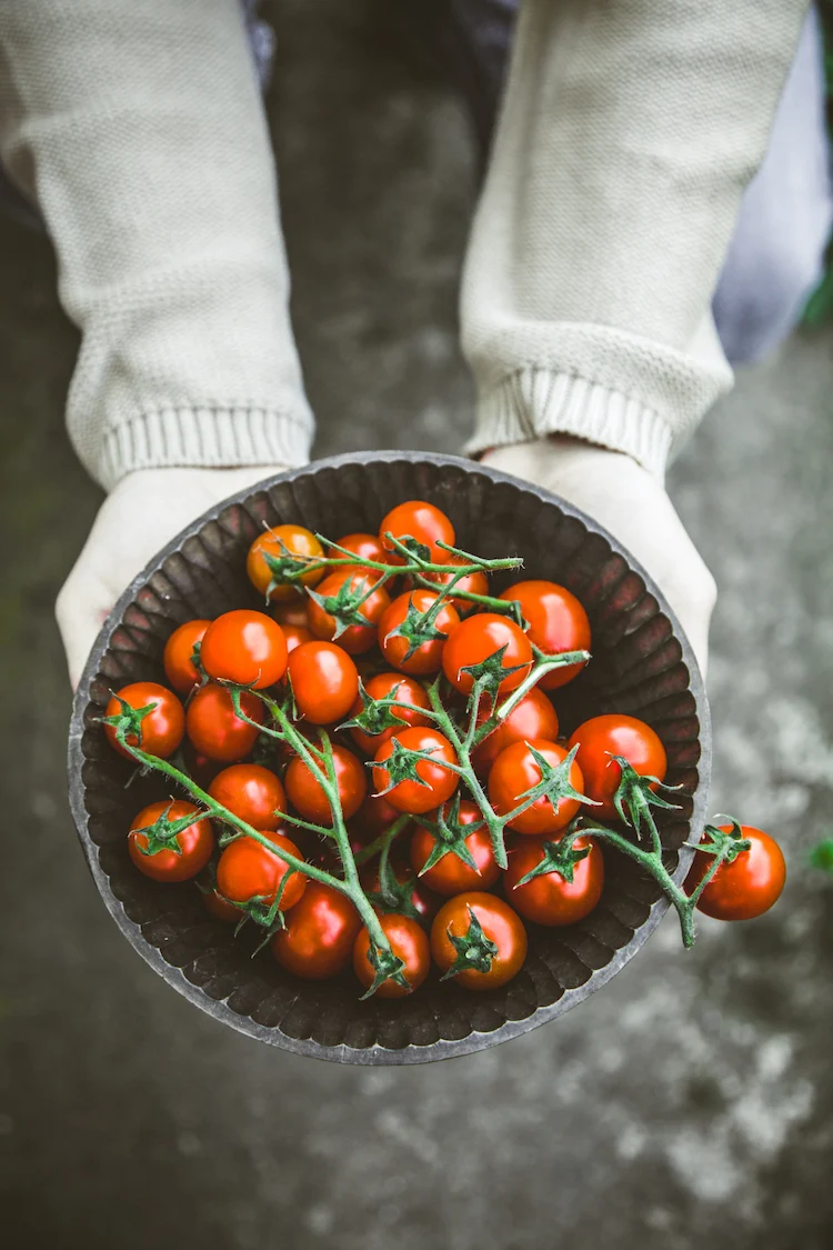 vorteile für die medizin durch genetisch veränderte tomaten mit vitamin d angereichert