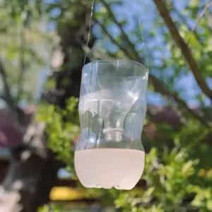 wespen vertreiben im sommer mit wespenfalle aus plastikflasche auf einem baum aufgestellt