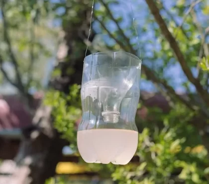 wespen vertreiben im sommer mit wespenfalle aus plastikflasche auf einem baum aufgestellt