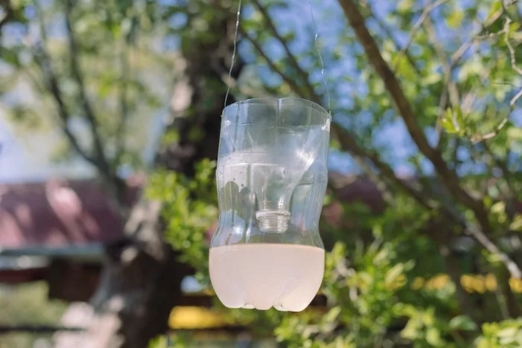 wespen vertreiben im sommer mit wespenfalle aus plastikflasche auf einem baum aufgestellt