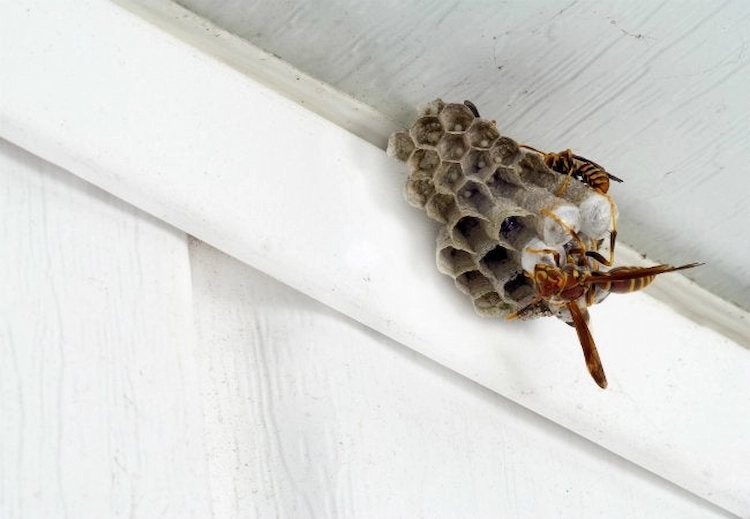 wespennest entfernen und gefährliche insektenstiche bei allergie im sommer verhindern