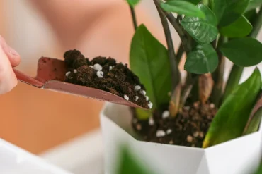 Zimmerpflanzen düngen Anleitung und Ideen