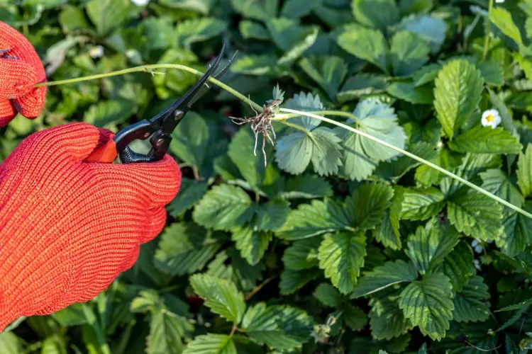 Ableger der Erdbeeren schneiden, wenn sie nicht zur Vermehrung dienen sollen
