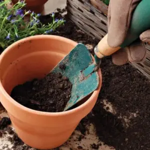 Alte Blumenerde für neue Pflanzen