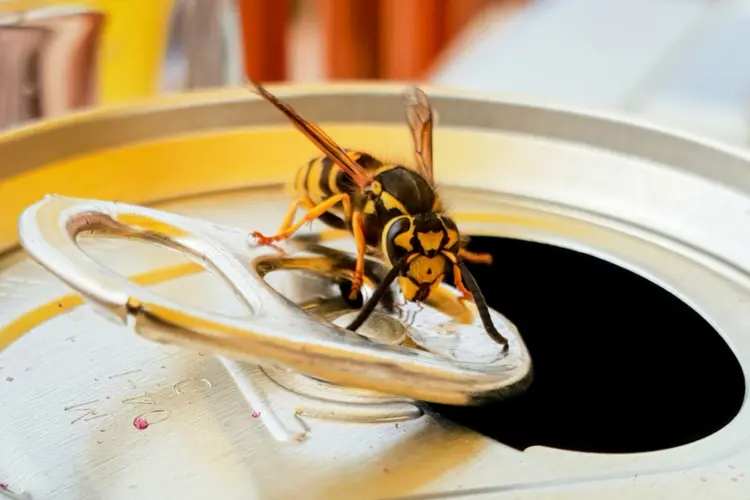 Alternativen zur Papiertüte gegen Wespen - Essen aufräumen und Düfte verwenden