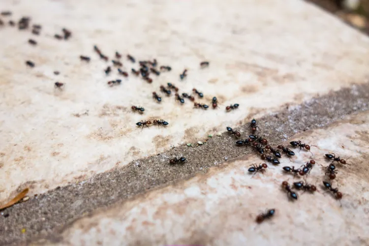 Ameisen im Haus Ursachen wie Ameisennest bekämpfen ohne Chemie