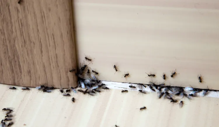 Ameisen im Haus bekämpfen Hausmittel wie Ameisennest finden