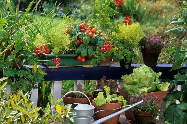 Balkon Herbst Garten anlegen - Pflanzen Sie Saisongemüse