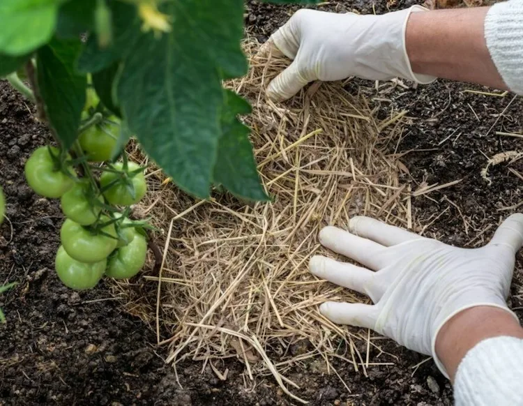 Bedecken Sie Ihre Pflanzen mit einer zwei bis drei Zentimeter dicken Schicht aus organischem Mulch