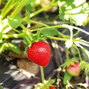 Beeren pflanzen Pflege nach der Ernte Erträge erhöhen