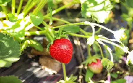 Beeren pflanzen Pflege nach der Ernte Erträge erhöhen