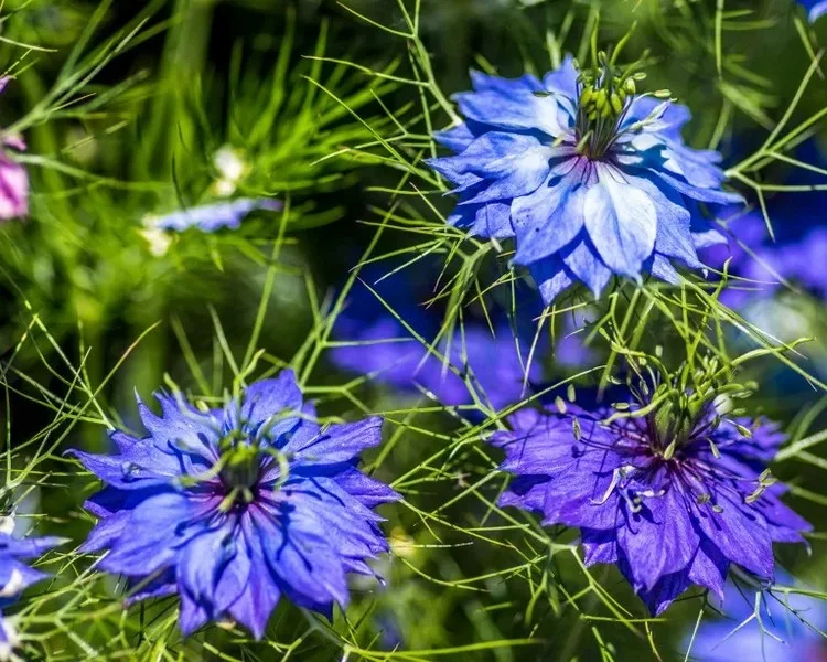 Befolgen Sie diese Tipps, welche Blumen kann man im August noch pflanzen