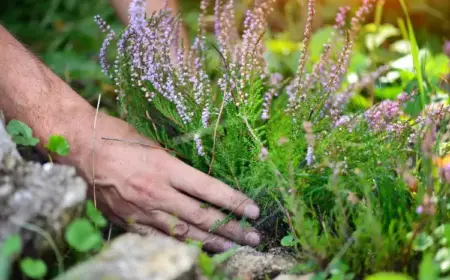 Besenheide pflanzen im Garten Boden Standort