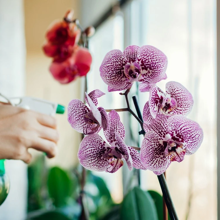 Besprühen Sie niemals die Blüten Ihrer Orchidee