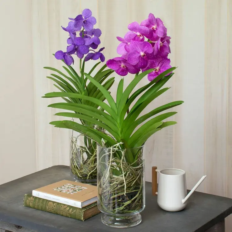 Blattdüngung bei Vanda und anderen Orchideenarten