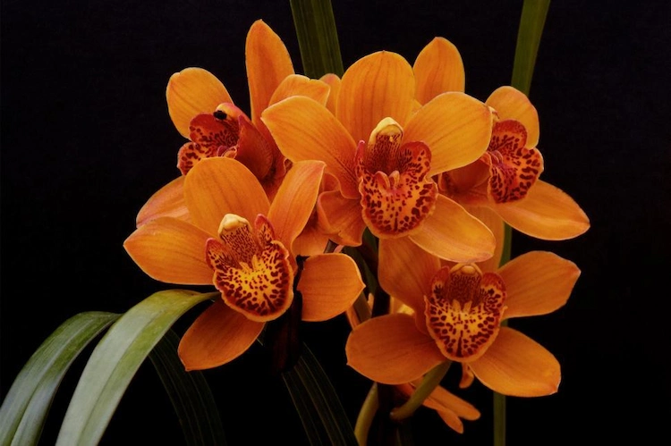 Blaue, orangefarbene und grüne Orchideen werden gefärbt, um ihre auffällige Farbe zu erhalten