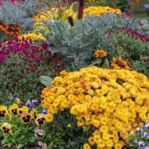 Blumenbeet im Herbst einpflanzen im August Tipps