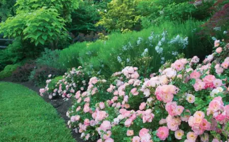 Bodendeckerrosen schneiden Verblühte Blumen für zweite Blüte