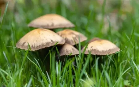 Braune Pilze im Rasen bekämpfen