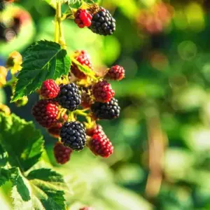 Brombeeren im Sommer vor Sonnenbrand schützen