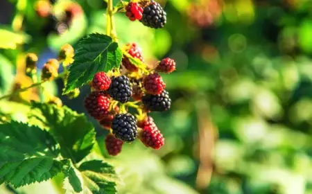 Brombeeren im Sommer vor Sonnenbrand schützen