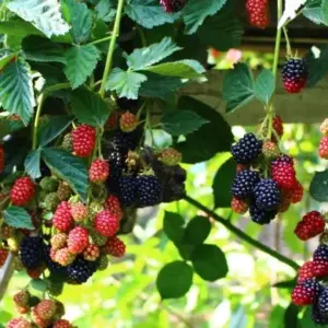 Brombeeren vermehren wann ist der richtige Zeitpunkt