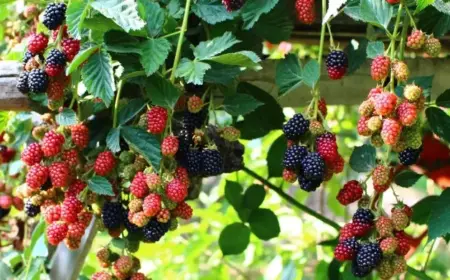 Brombeeren vermehren wann ist der richtige Zeitpunkt