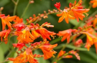 Crocosmia (Montbretia) ist eine Spätsommerpflanze mit feurigen Blüten