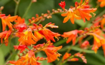 Crocosmia (Montbretia) ist eine Spätsommerpflanze mit feurigen Blüten