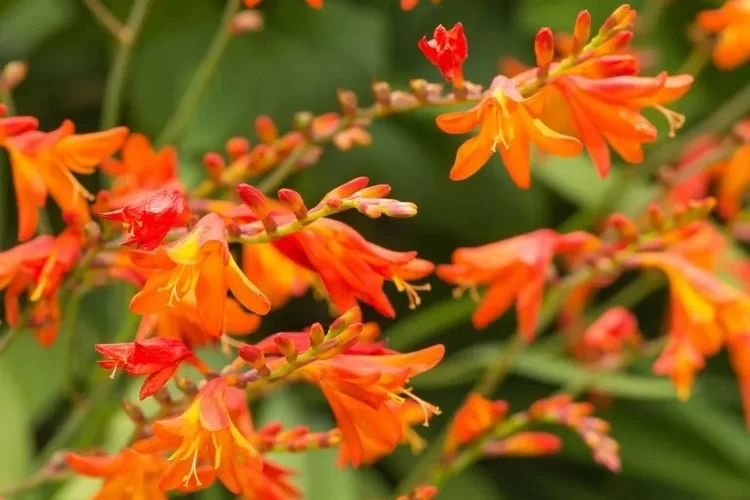 Crocosmia (Montbretia) ist eine Spätsommerpflanze mit feurigen Blüten