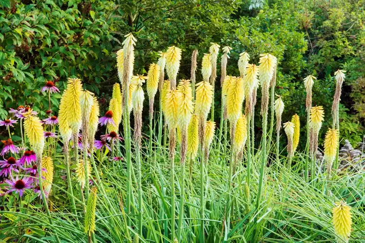 Fackellilien (Kniphofia) mögen einen feuchten, aber gut durchlässigen Boden in voller Sonne