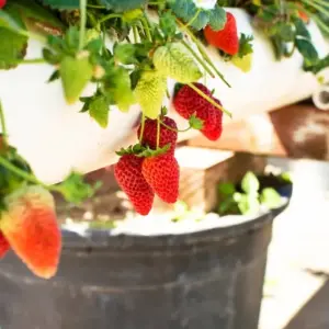 Erdbeeren platzsparend pflanzen nützliche Tipps
